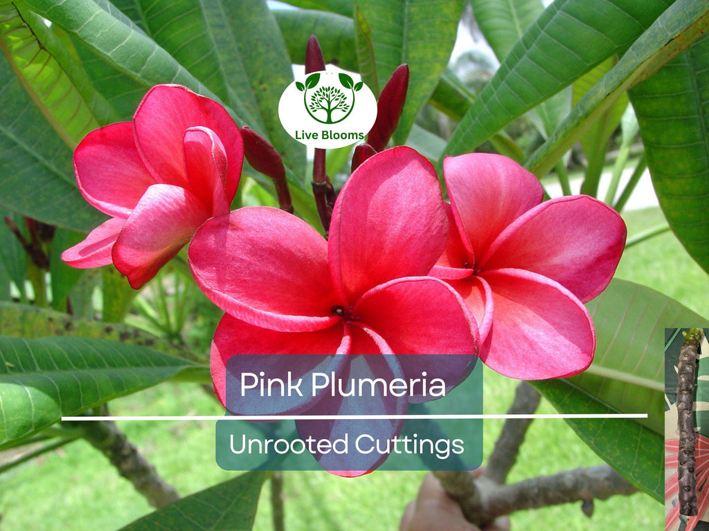 1 Pink Plumeria Cutting - Unrooted, 10" Frangipani, Tropical Flower Starter, Plumeria Rubra, Fresh Single Head Cutting, Rare Exotic Garden