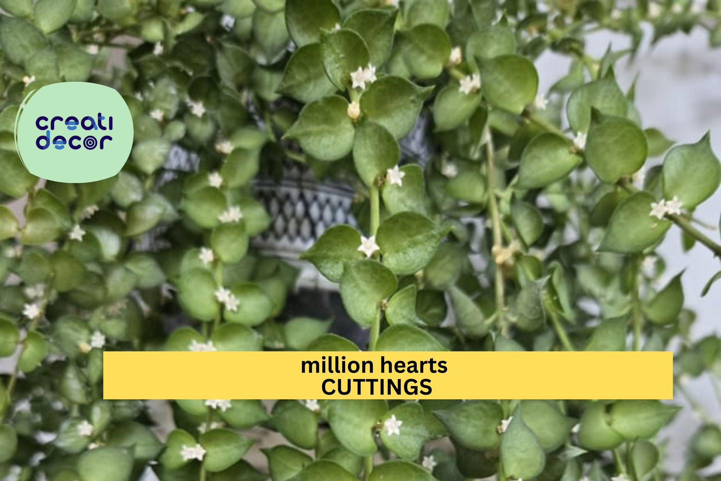 Dischidia ruscifolia Cutting | Million Hearts Plant | 1 Unrooted Vine Starter | Easy Trailing Houseplant | Heart-Shaped Leaves