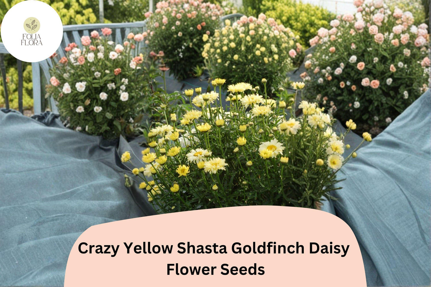200+ Crazy Yellow Shasta Daisy Seeds | Leucanthemum x ‘Goldfinch’ | Soft Yellow Frilled Blooms | Perennial Garden Flower