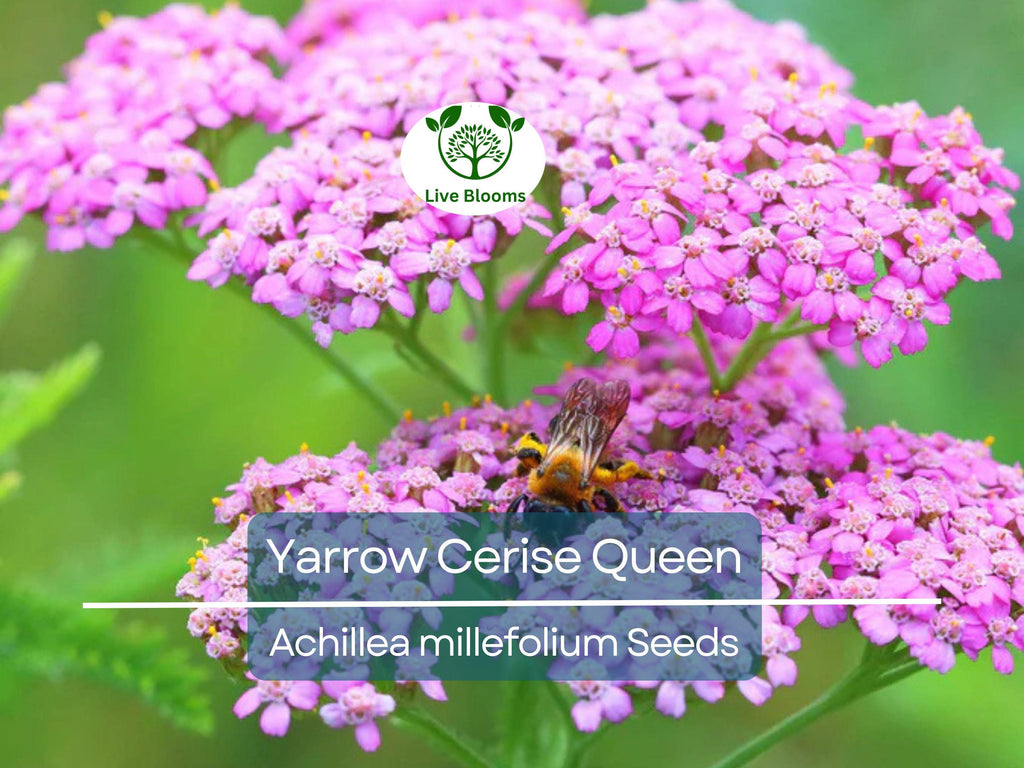 500 Seeds Yarrow Cerise Queen, Perennial 36" Cut Flowers, Pollinator Friendly, Non-GMO, Achillea millefolium, Vibrant Pink Blooms