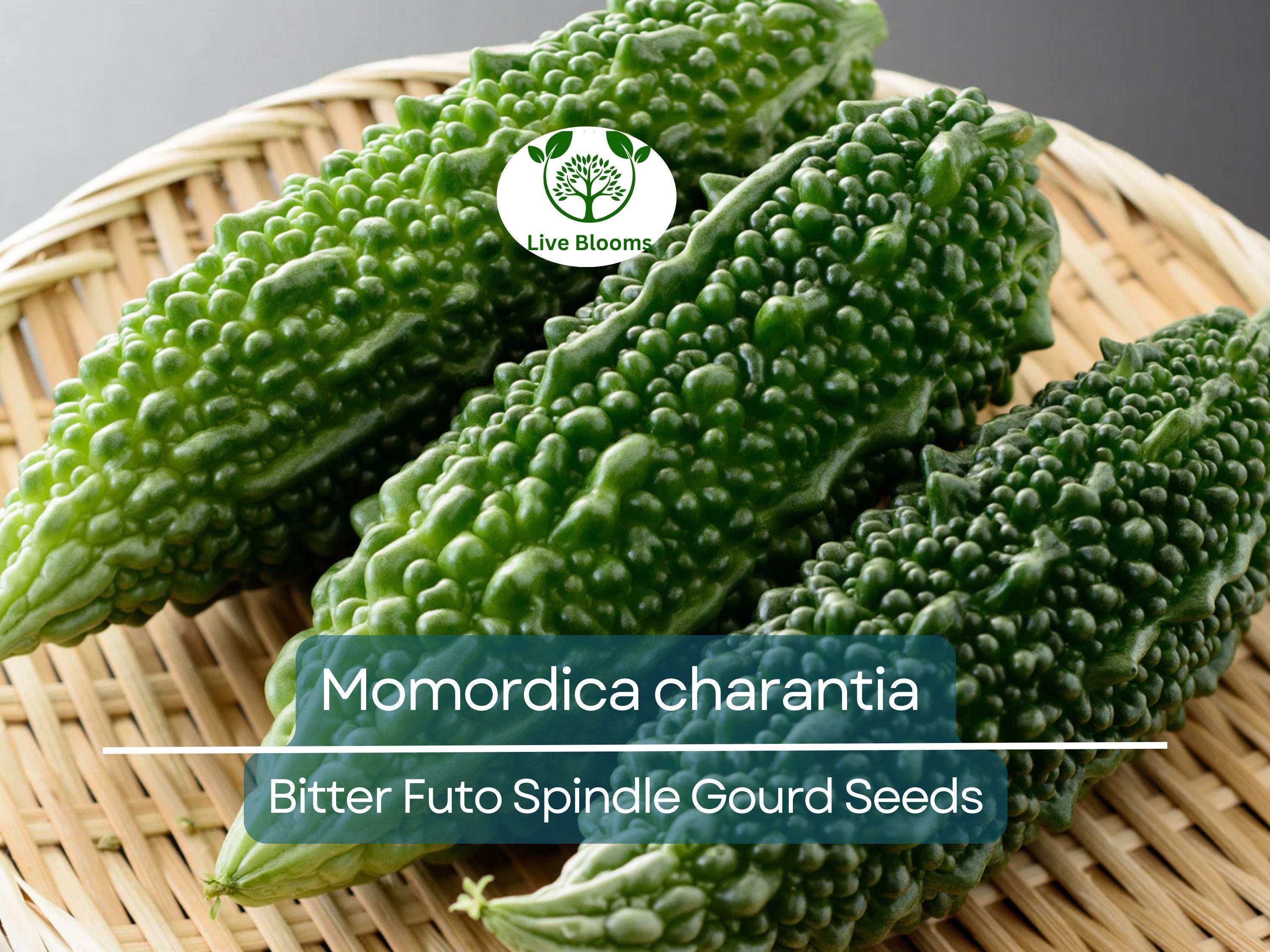 5 Seeds Gourd Bitter Futo Spindle – Hybrid (Momordica charantia) Non-GMO, Healthy Bitter Gourd for Planting, Gardening, & Fresh Harvests