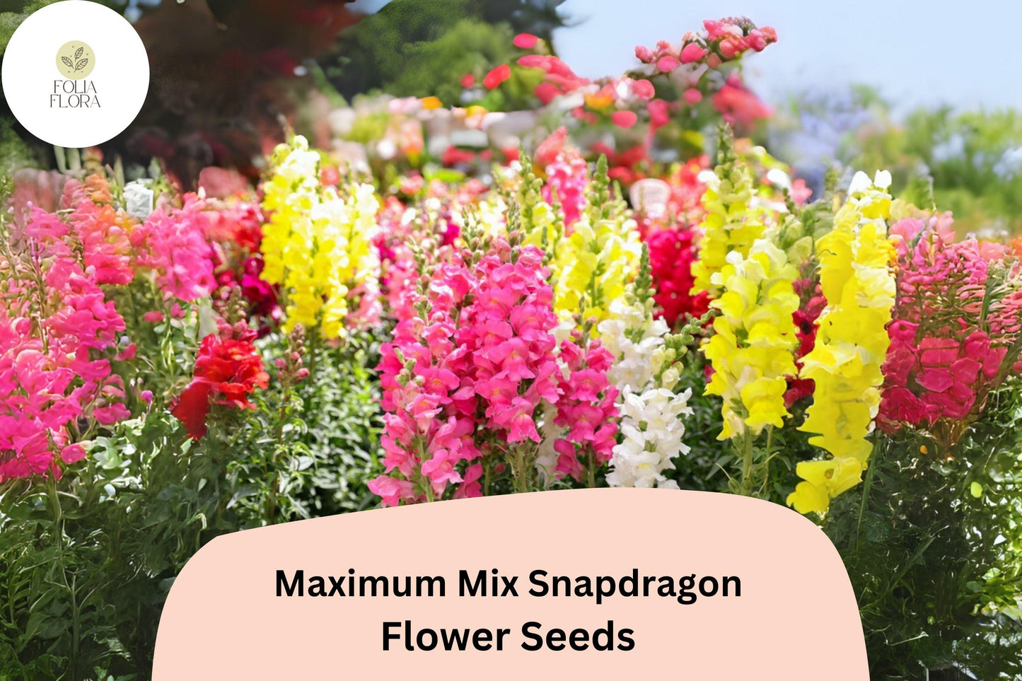 Antirrhinum majus Maximum Mix Snapdragon Seeds – 1000+ Vibrant Blooms for Garden & Cut Flowers