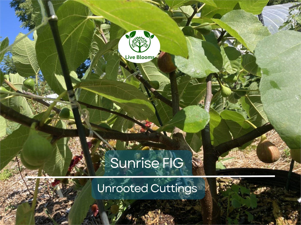 1 Sunrise Fig Unrooted Cutting 6-8" – Ficus carica, Sweet Fig Tree Cutting for Propagation, Home Garden