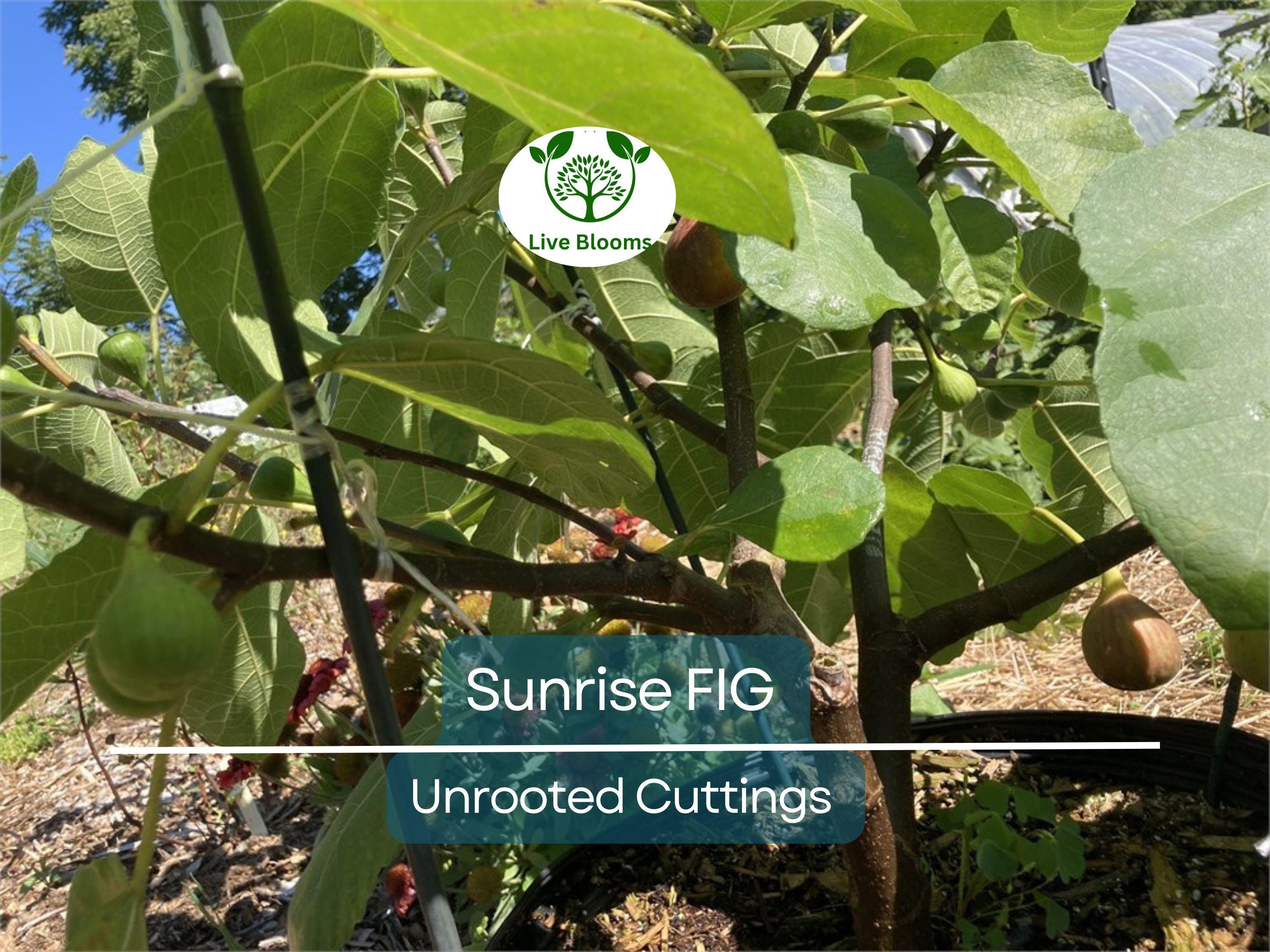 1 Sunrise Fig Unrooted Cutting 6-8" – Ficus carica, Sweet Fig Tree Cutting for Propagation, Home Garden