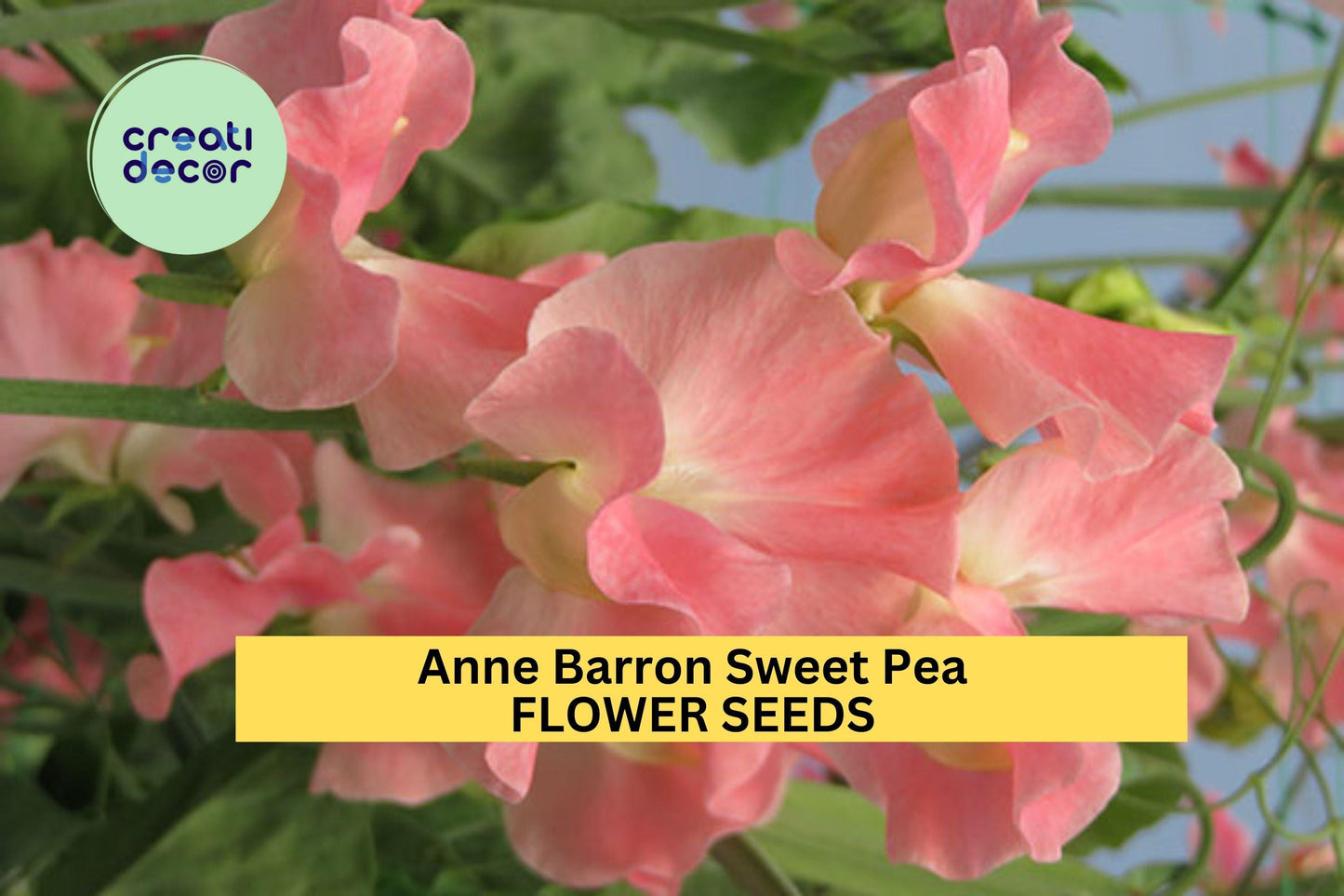 50+ Anne Barron Sweet Pea Seeds – Soft Pink Fragrant Blooms for Garden Planting, Climbing Vines for Trellises & Cut Flowers – USA