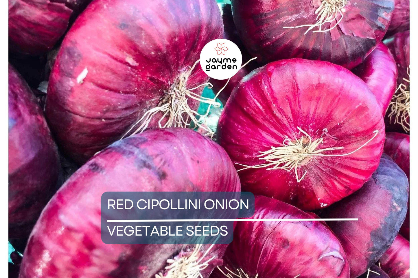 25 Red Cipollini Onion Seeds - Non-GMO, Heirloom Seeds For Planting, Sweet & Flat, USA Grown, Perfect for Roasting and Pickling