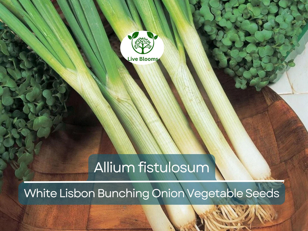 250 mg Seeds Onion White Lisbon Bunching – Allium fistulosum | Heirloom Vegetable for Planting, Crisp & Flavorful Green Onions