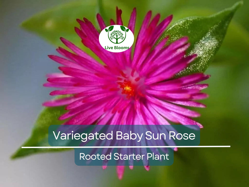 3 Variegated Baby Sun Rose Live Starter Plants - Aptenia Cordifolia Variegata, Trailing Succulent, Low Maintenance Groundcover