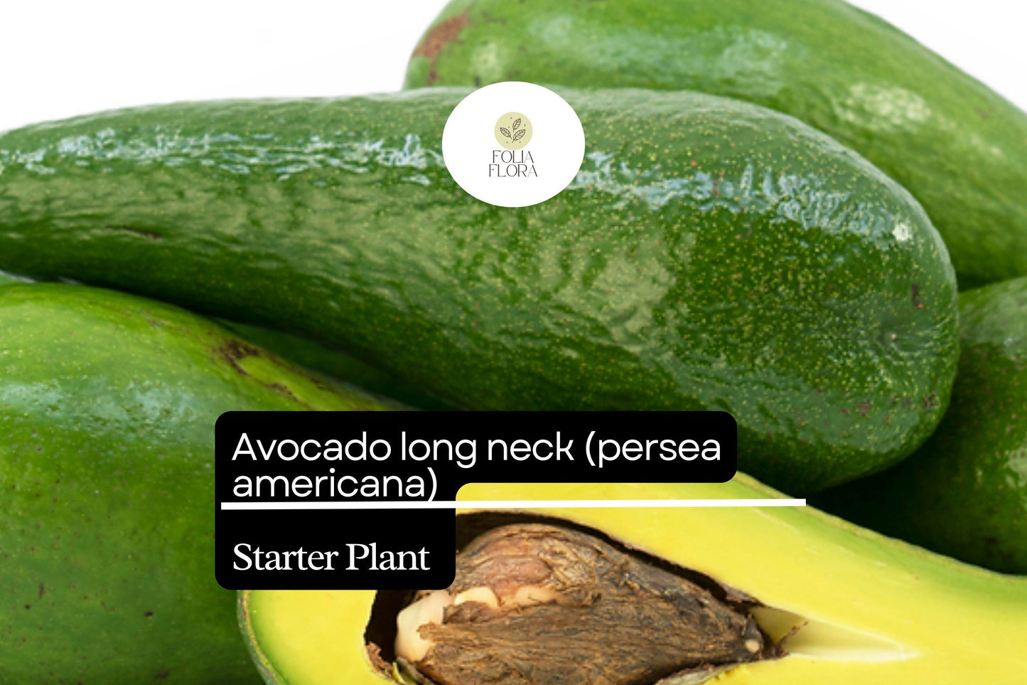 1 Starter Plant Avocado Long Neck (Persea americana) Tropical Big Fruit Tree 2′-3′