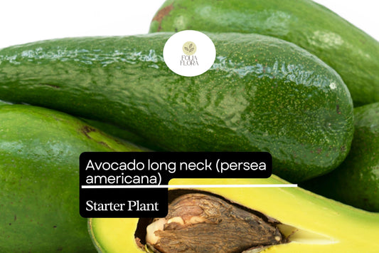 1 Starter Plant Avocado Long Neck (Persea americana) Tropical Big Fruit Tree 2′-3′