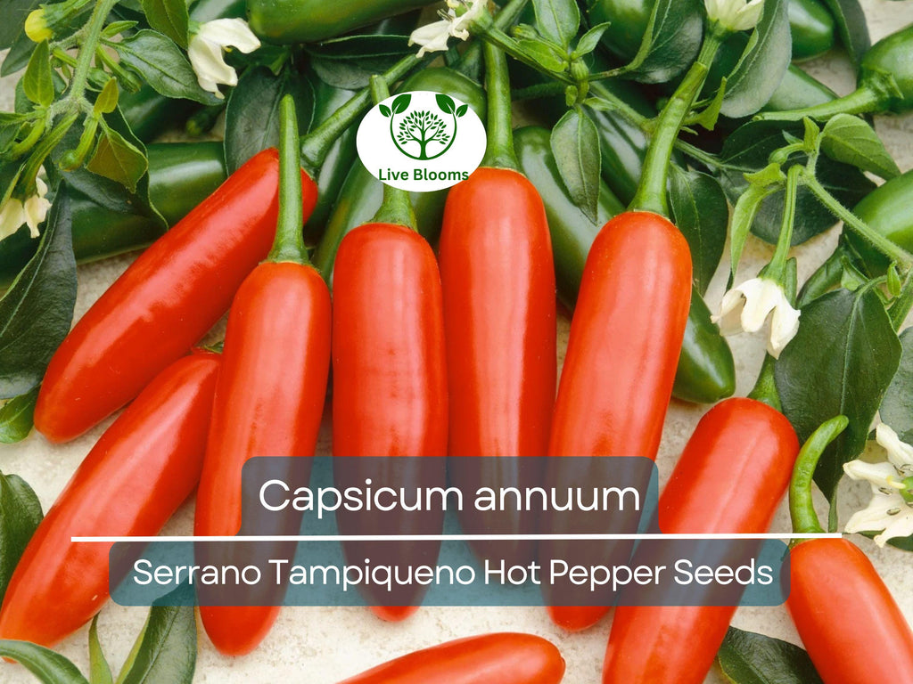 250 mg Seeds Serrano Tampiqueno Hot Pepper – Capsicum annuum | Heirloom Spicy Pepper Seeds for Planting, Gardening & Bold Flavor