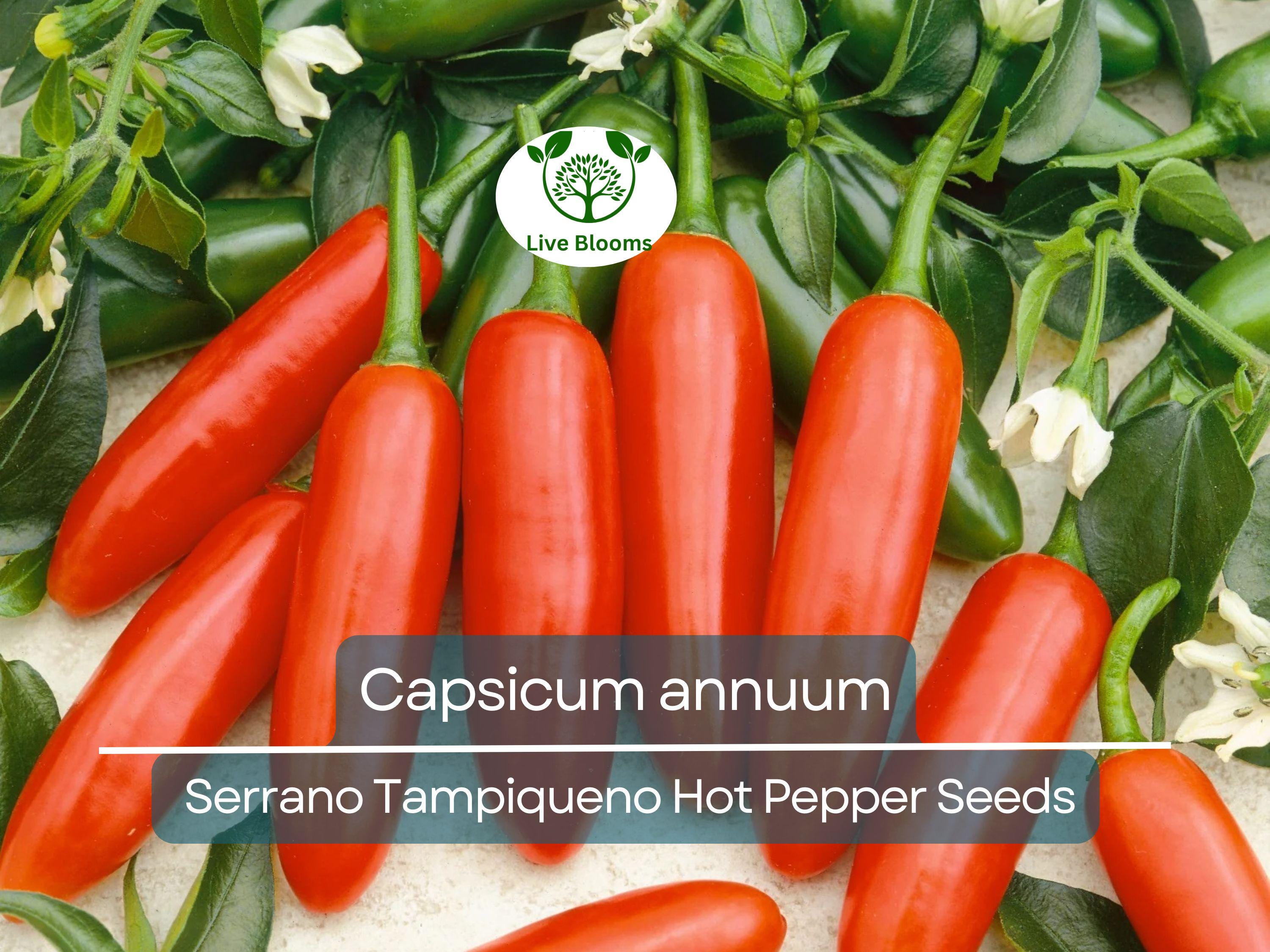 250 mg Seeds Serrano Tampiqueno Hot Pepper – Capsicum annuum | Heirloom Spicy Pepper Seeds for Planting, Gardening & Bold Flavor