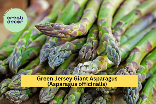 10 Green Jersey Giant Asparagus Crowns – Asparagus officinalis – 2-Year Bare Root Plants, Heirloom Variety for Garden Growing