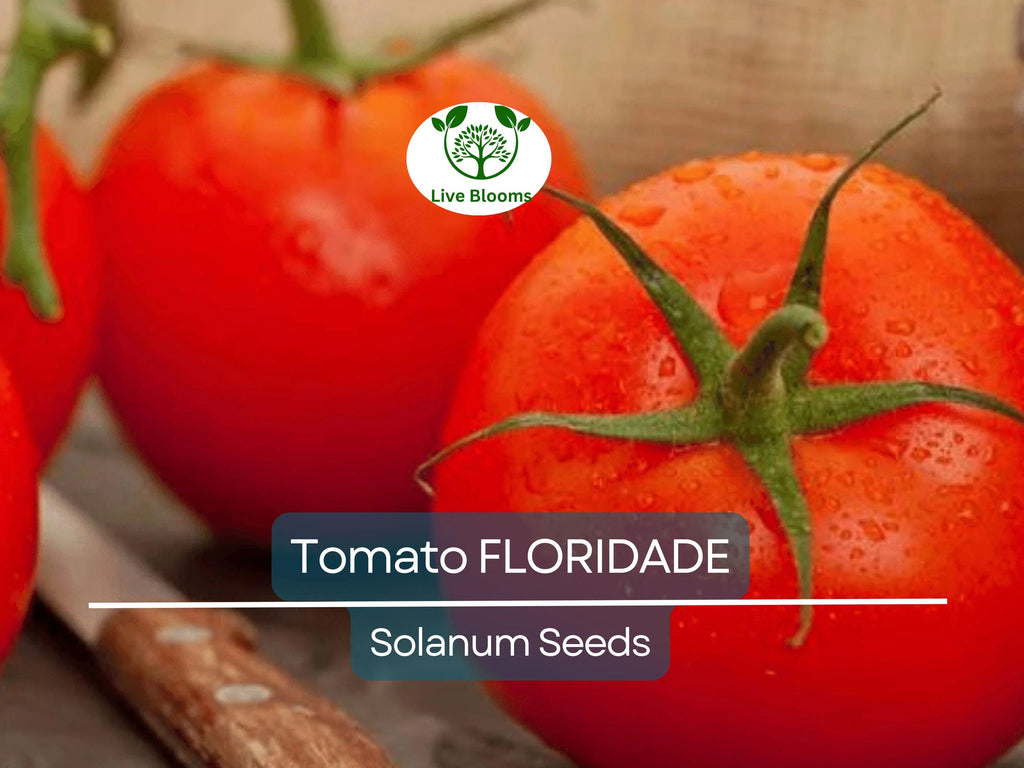 100 Floridade Tomato Seeds – Heirloom Determinate Variety | Lycopersicon esculentum | Non-GMO | Heat-Tolerant Slicing Tomato