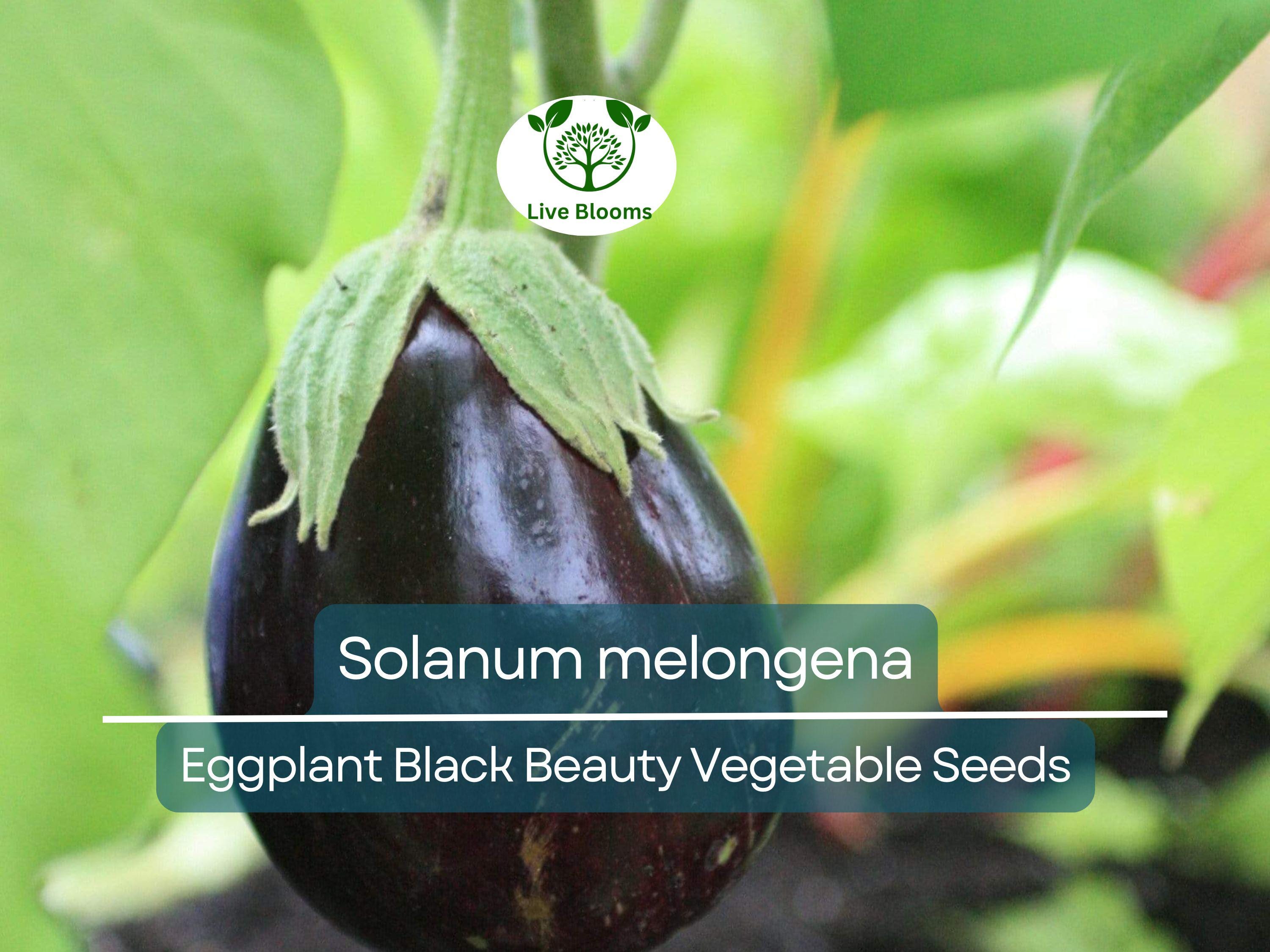 50 Seeds Eggplant Black Beauty (Solanum melongena) - Heirloom, Non-GMO, Dark Purple, Great for Garden, Organic Vegetable Planting