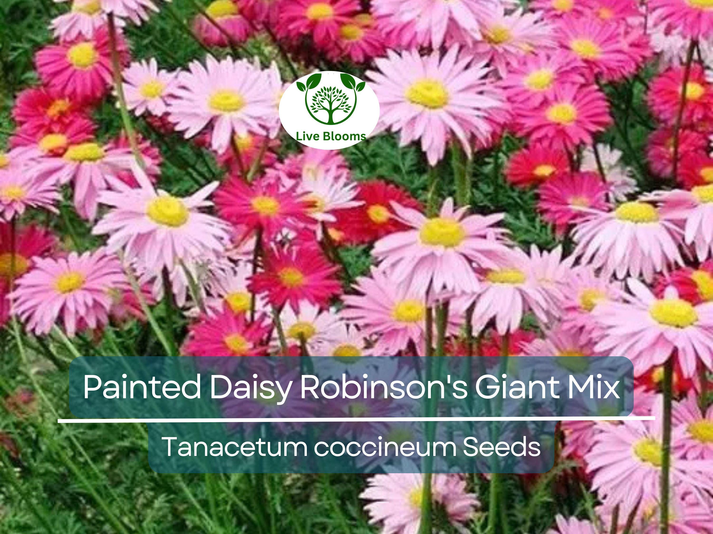 50 Seeds Painted Daisy Robinson's Giant Mix Perennial - Huge Cut Flowers, Non-GMO, Long-Lasting, Easy to Grow