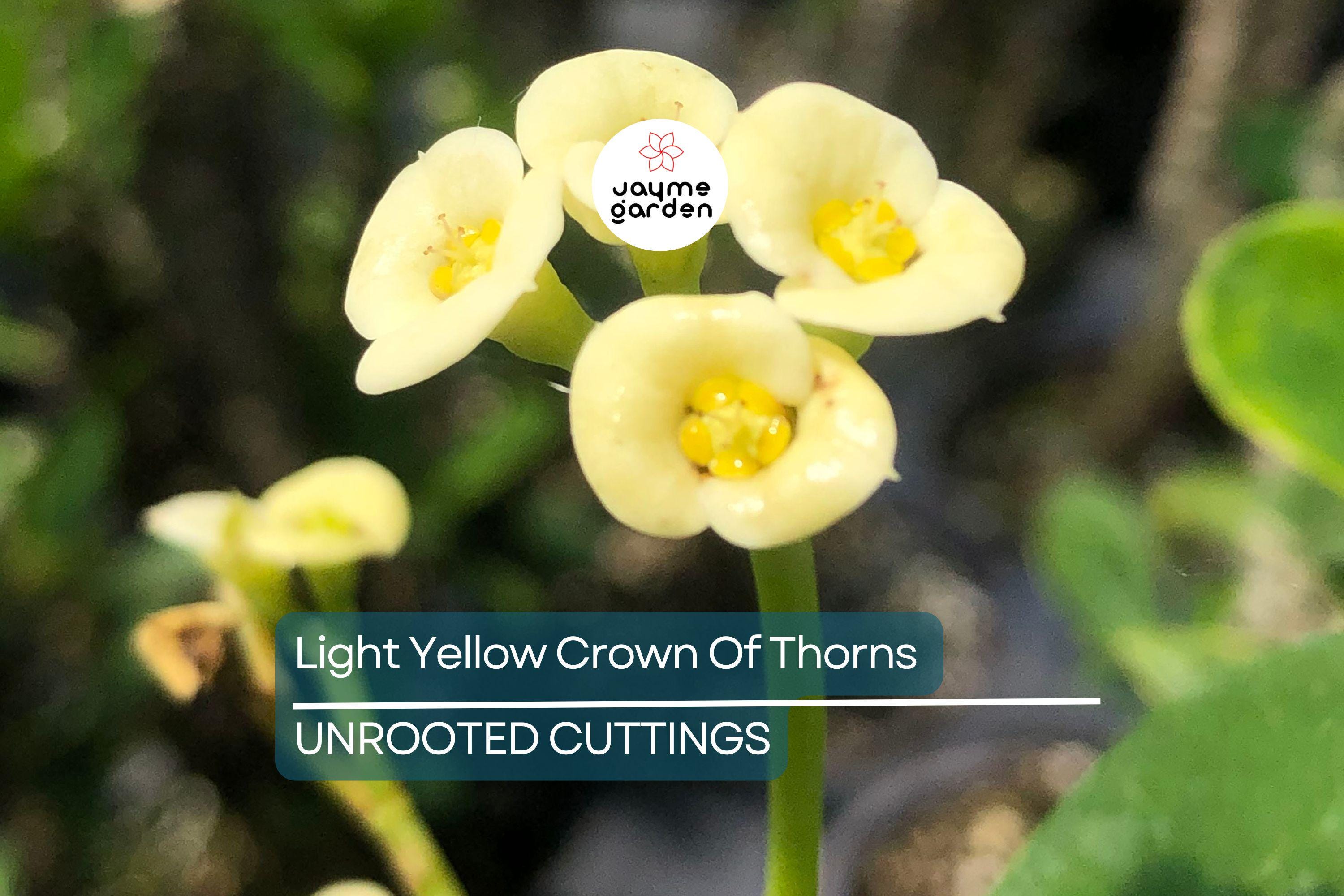 Light Yellow Crown of Thorns Cutting (1 Unrooted) | Easy to Propagate | Euphorbia Milii Starter Cutting for Bright Blooms