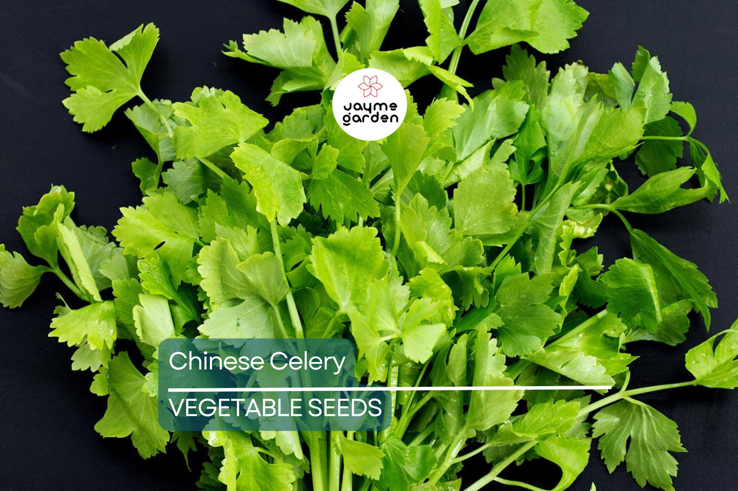 5,000 Chinese Celery Seeds – Heirloom, Non-GMO, Aromatic & Flavorful, USA Seller