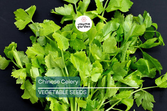 5,000 Chinese Celery Seeds – Heirloom, Non-GMO, Aromatic & Flavorful, USA Seller