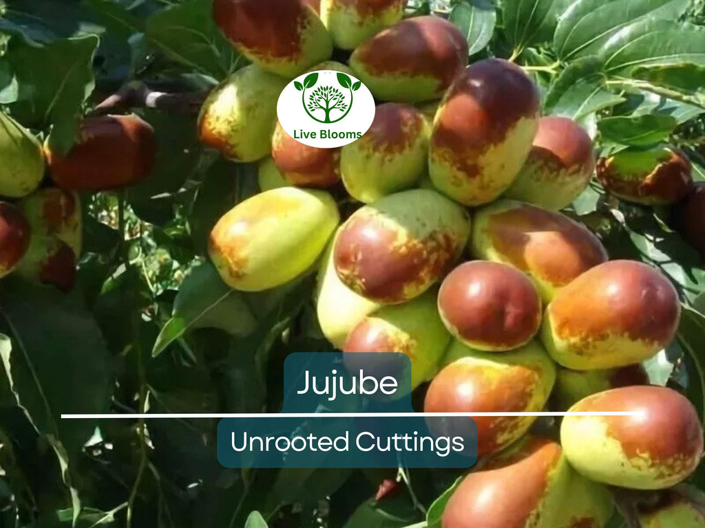5pcs Jujube Unrooted Cuttings (Ziziphus jujuba), Edible Fruit Tree, Grow Your Own Sweet Dates, Perfect for Garden & Orchard Planting