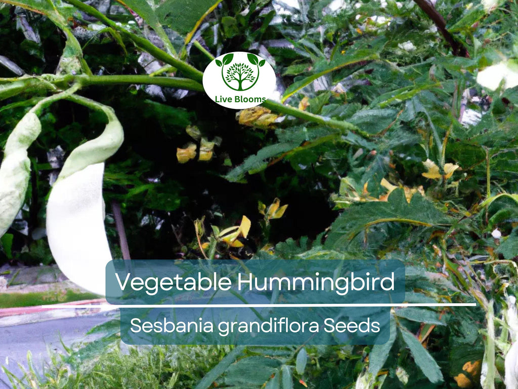 20 Vegetable Hummingbird Tree Seeds - Sesbania grandiflora, Agati Flower, Edible, Fast-Growing, Ornamental, Pollinator-Friendly, Tropical