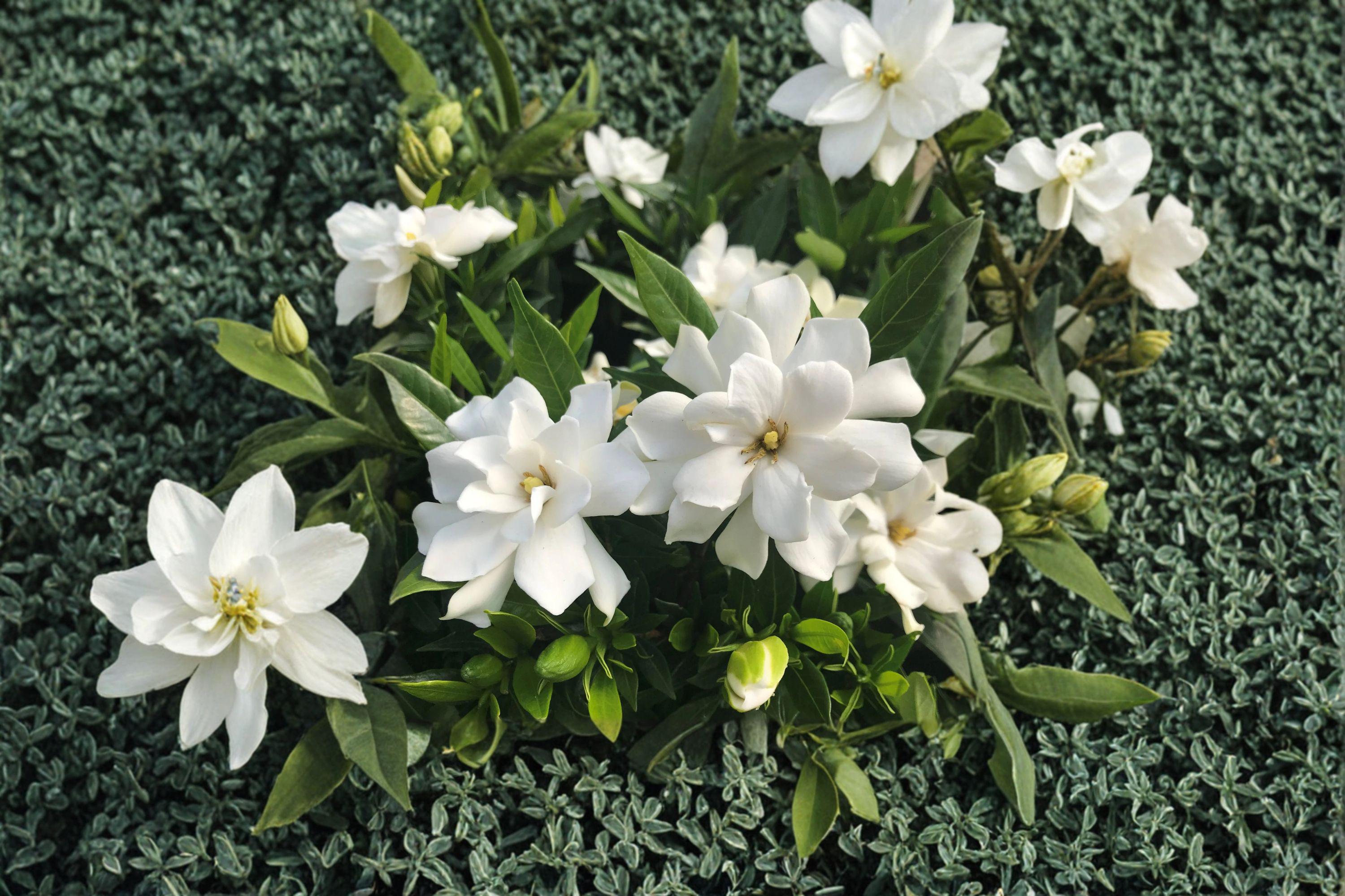 Gardenia Jasminoides Seeds – Fragrant Cape Jasmine Blooms, 20 Seeds