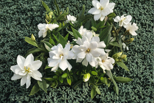 Gardenia Jasminoides Seeds – Fragrant Cape Jasmine Blooms, 20 Seeds