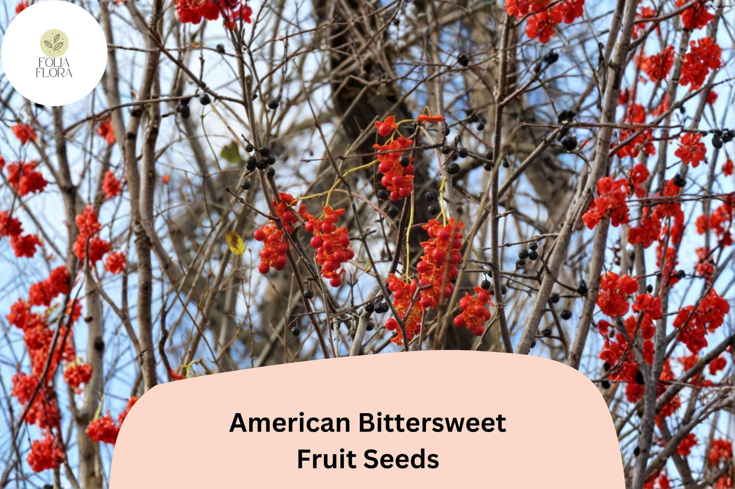 30 American Bittersweet Seeds for Planting | Celastrus scandens | Native Climbing Vine with Orange-Red Berries