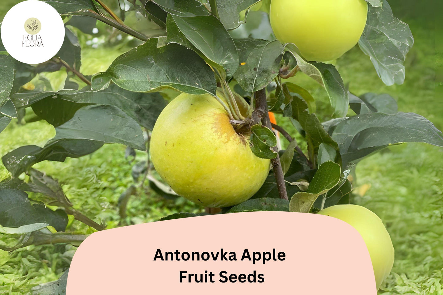 25+ Antonovka Apple Seeds | Malus domestica | Cold Hardy Heirloom Variety | Great for Rootstock or Orchard Planting | Non-GMO