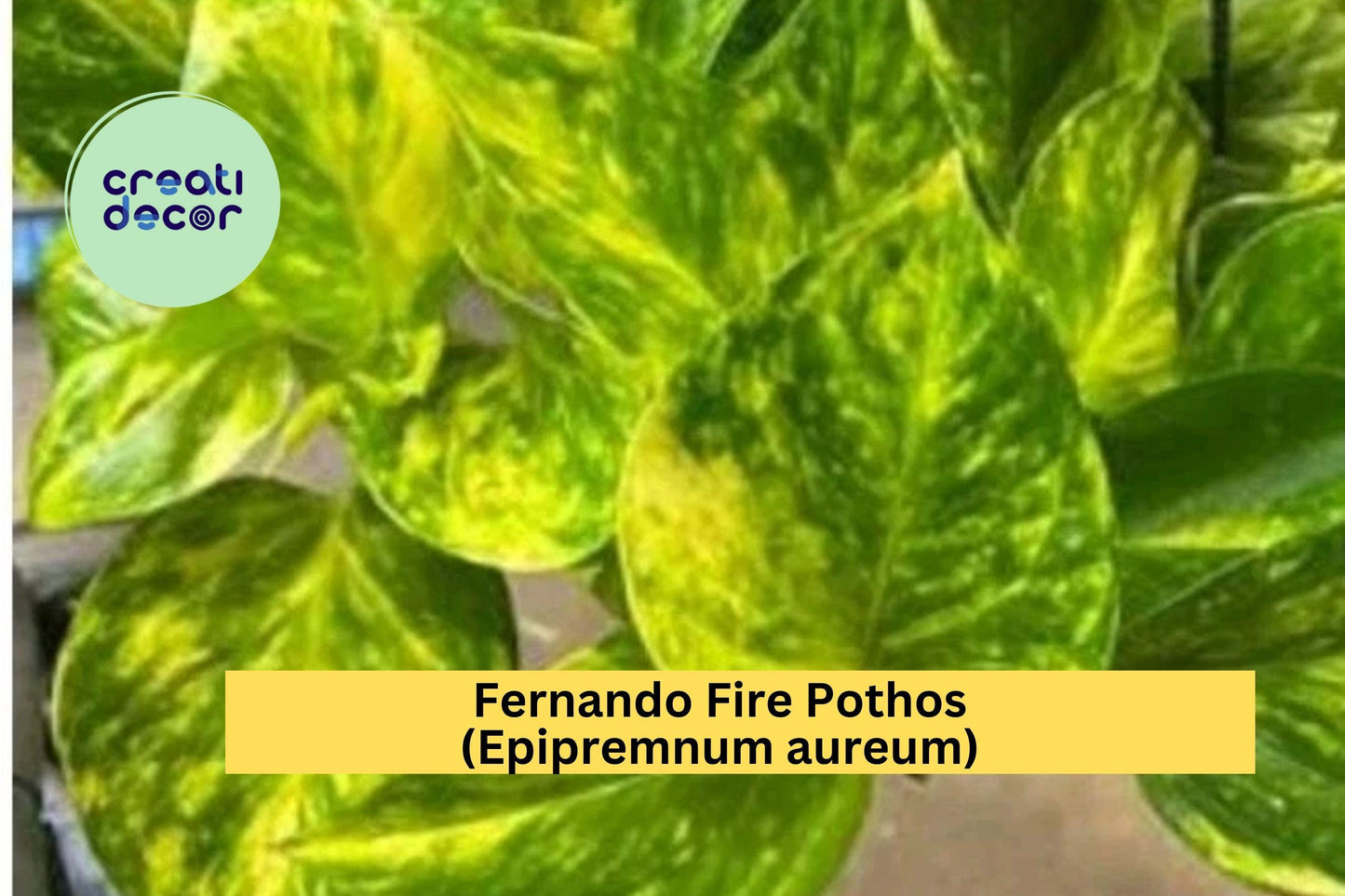Fernando Fire Pothos Cuttings | Epipremnum aureum | 3 Fresh Unrooted Indoor Plant Cuttings