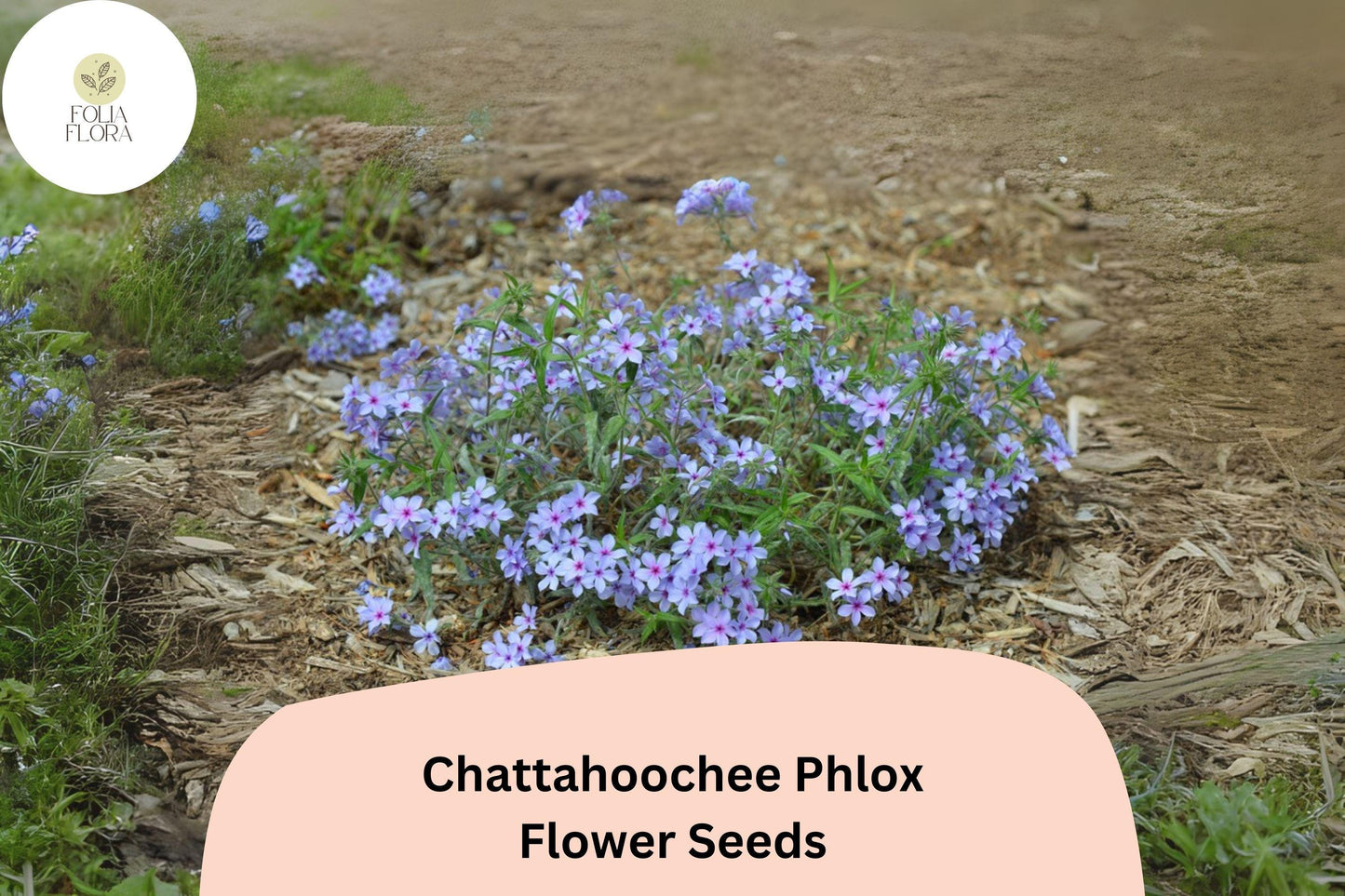 100+ Chattahoochee Phlox Seeds for Planting | Phlox drummondii Annual Flower Seeds | Lavender Blooms with Dark Eye for Gardens