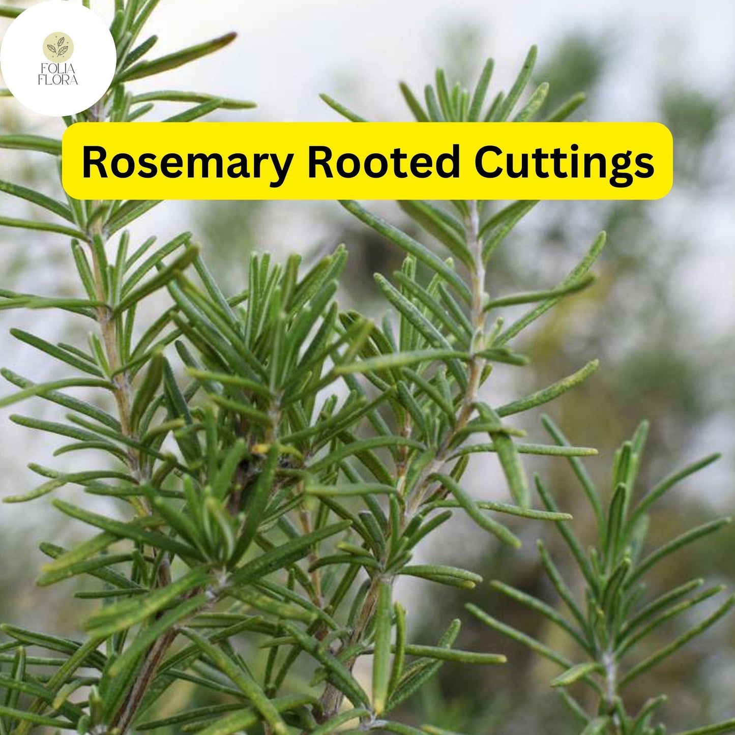 Lot of 2 Rosemary Cuttings - Live Plants, 5-8” Rooted Bare Root