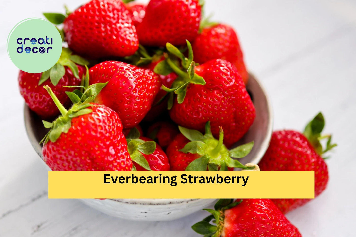 Everbearing Strawberry Roots (5 Pack) – Bare Root Plants – Sweet Fruit Variety for Continuous Harvests & Home Gardens