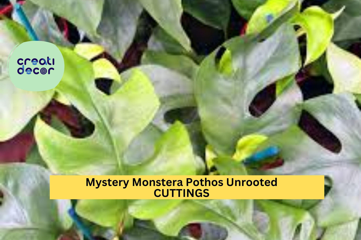 10 Unrooted Cutting Plants | Mystery Box Grower’s Choice | Includes Monstera, Pothos, More | Live Houseplant Starter Pack