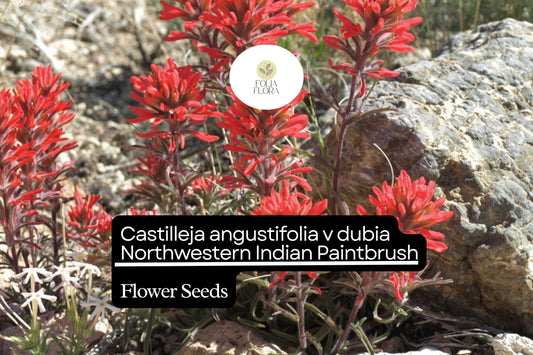 300 Seeds Northwestern Indian Paintbrush Castilleja angustifolia v. dubia | Vibrant Wildflower, Native Perennial, Pollinator-Friendly