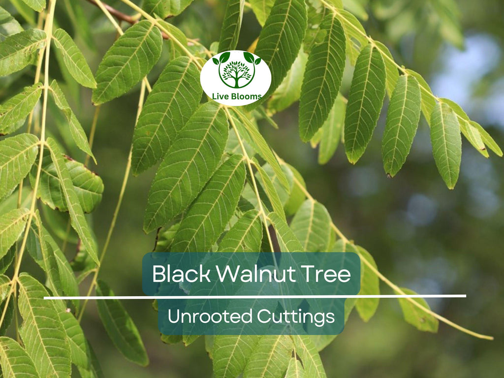 16 Black Walnut Tree Unrooted Cuttings - Juglans Nigra, Edible Nut, Wildlife-Friendly, Propagation Cuttings for Growing, Hardy Tree Scions