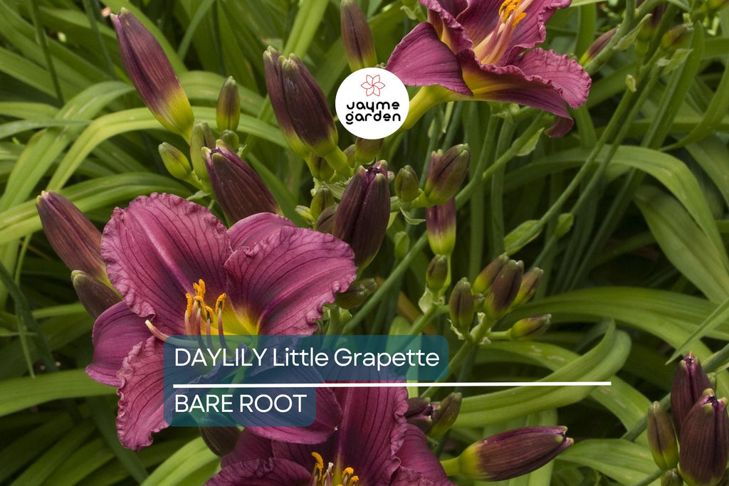 Little Grapette Daylily | Live Bare Root Plant | Compact & Hardy | Perennial Flower | Purple Blooms | Easy to Grow | USDA Zones 3-9
