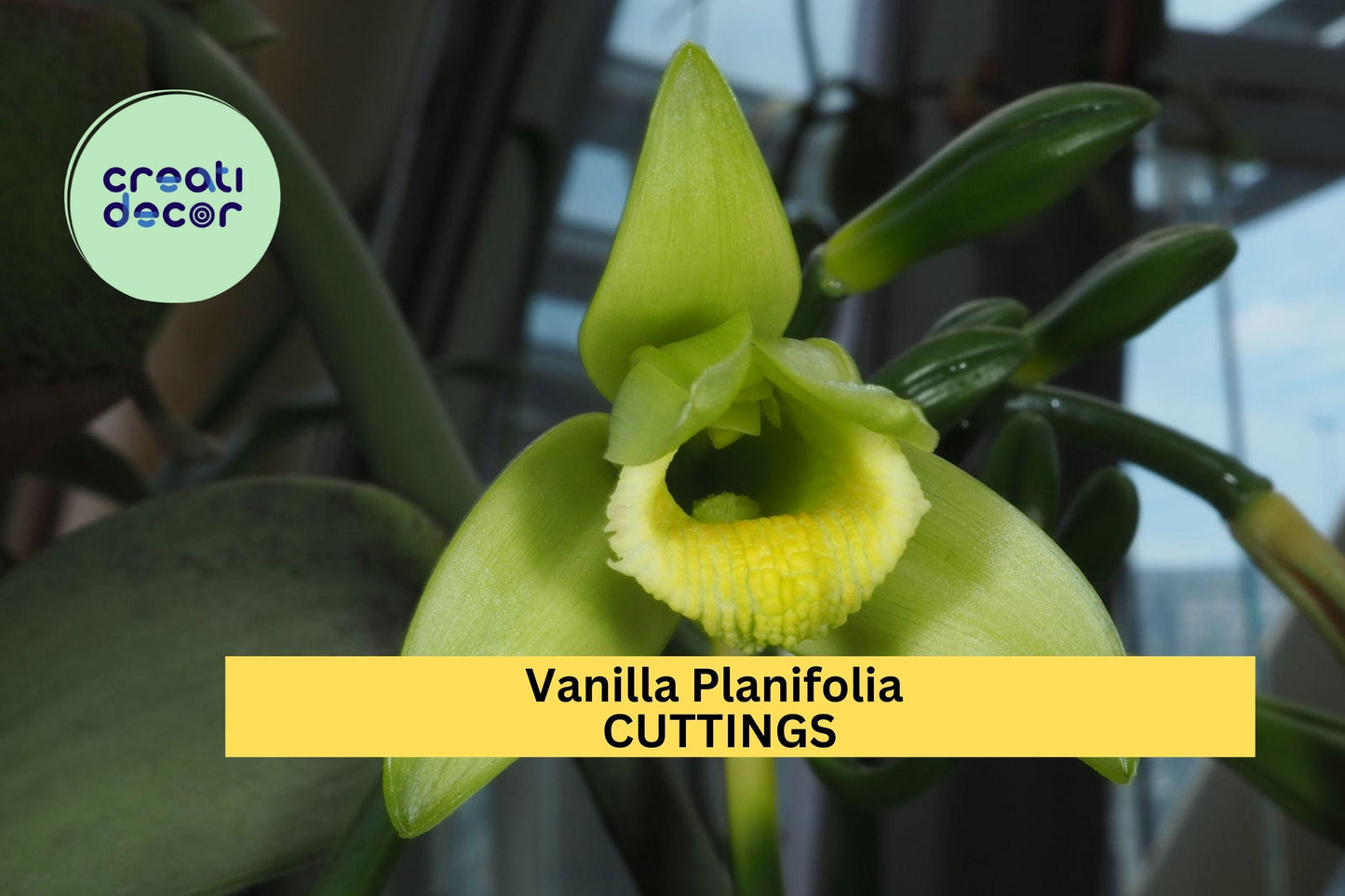 1 Vanilla Planifolia Fresh Cuttings (12") – Holiday Sale – Tropical Orchid Vine for Home Growing, Greenhouse, or Indoor Trellis – USA