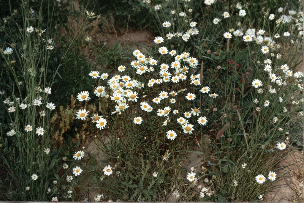 Oxeye Daisy – Leucanthemum vulgare Seeds | 100 Seeds | Classic White Wildflower | Hardy Perennial