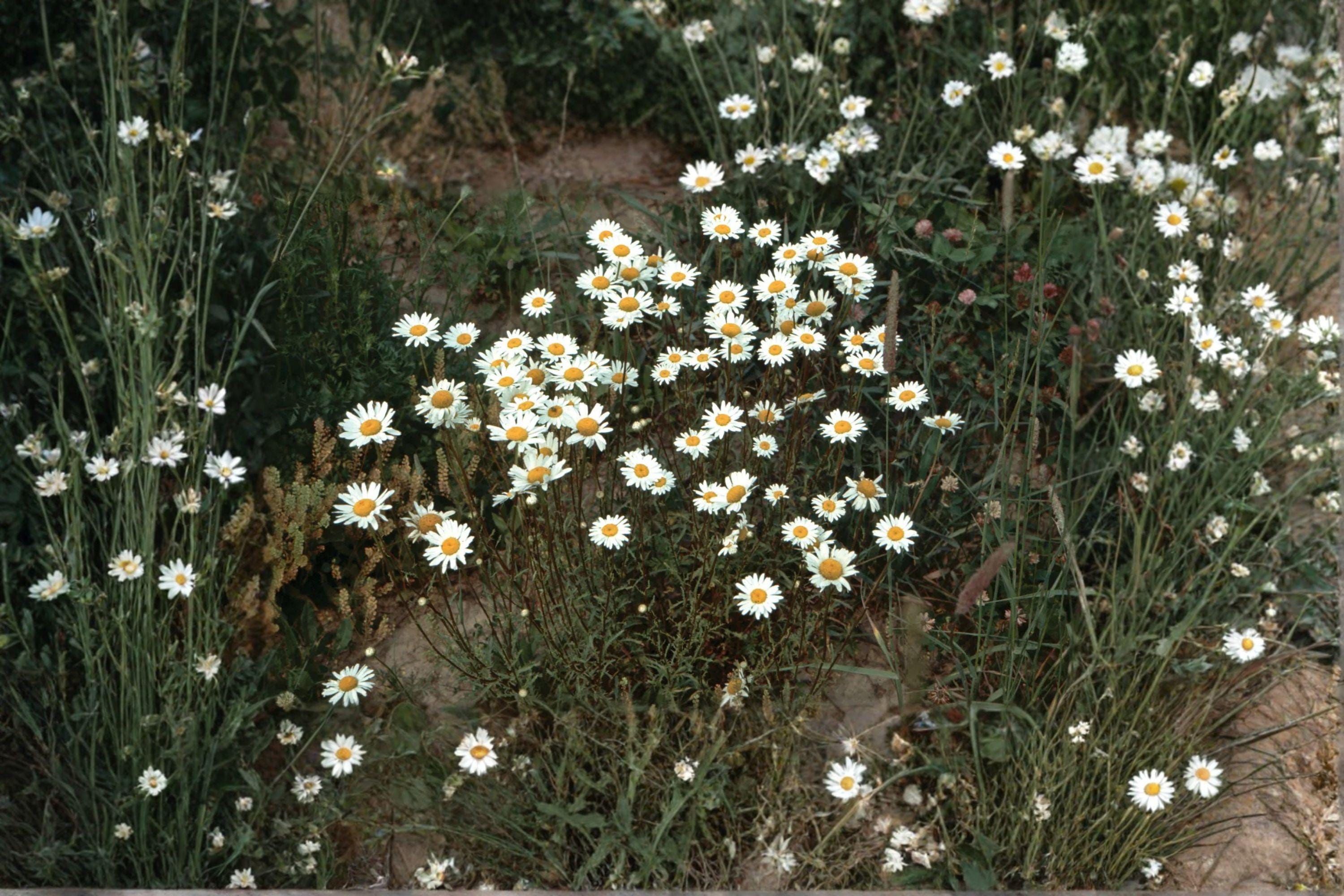 Oxeye Daisy – Leucanthemum vulgare Seeds | 100 Seeds | Classic White Wildflower | Hardy Perennial