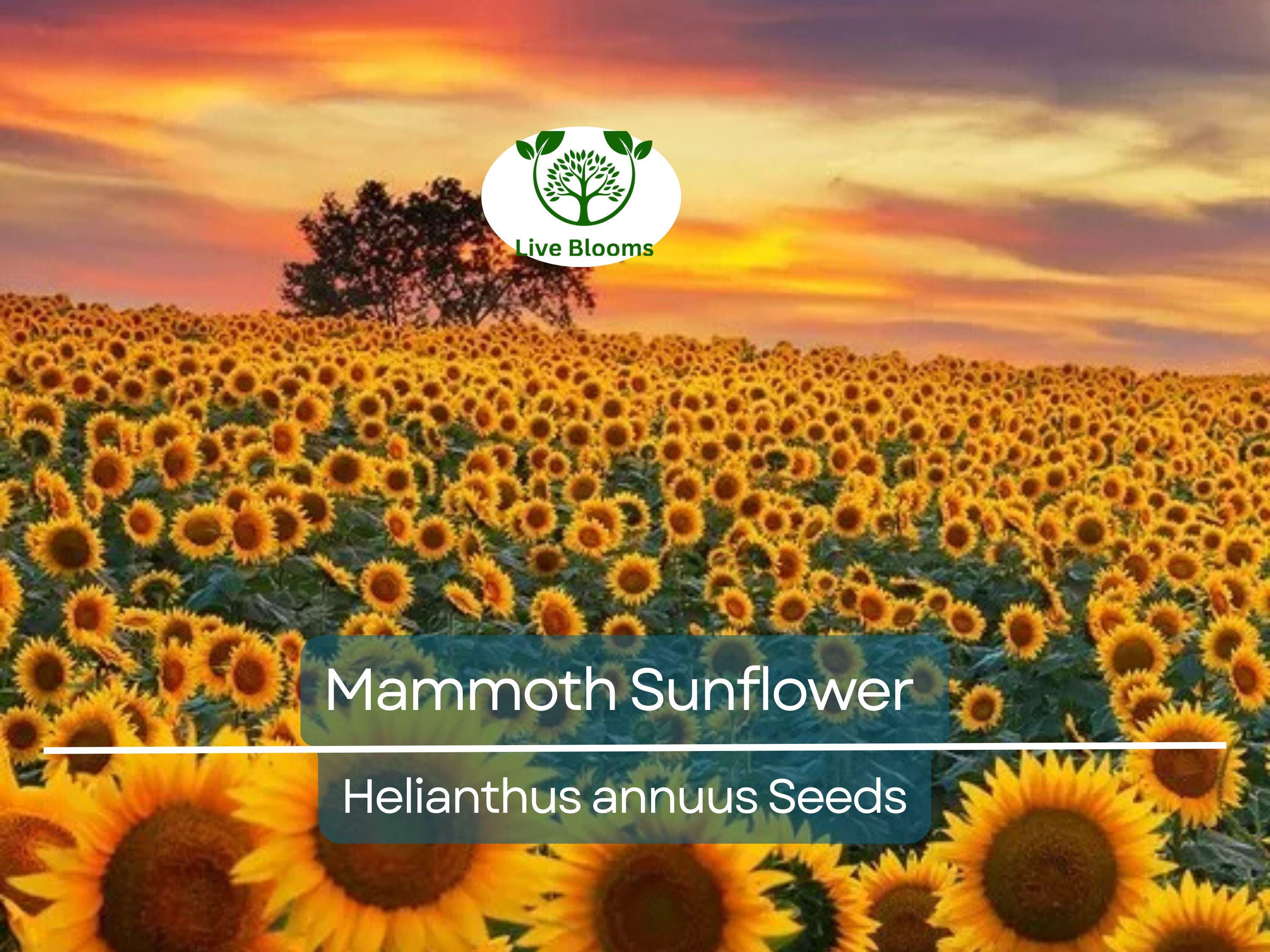 50 Mammoth Sunflower Seeds | Helianthus annuus | Grey-Stripe Heirloom | Edible Seeds | 12’ Tall Giants | Non-GMO | Bee-Friendly