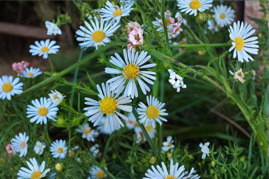Heath Aster – Symphyotrichum pilosum, Frost Aster, Late Season Blooms (100 Seeds)