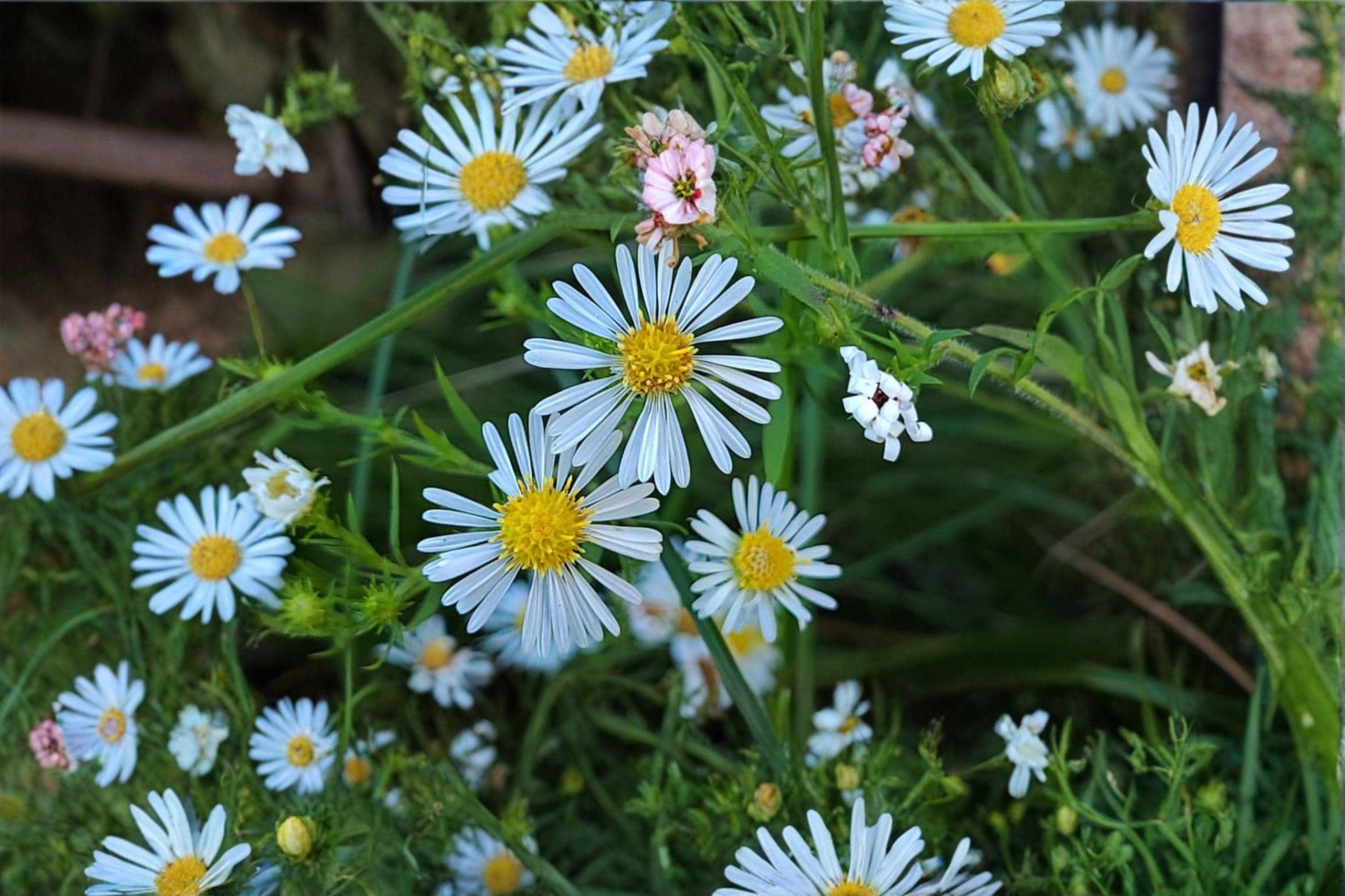 Heath Aster – Symphyotrichum pilosum, Frost Aster, Late Season Blooms (100 Seeds)