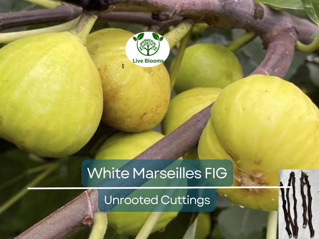 6 White Marseille Fig Unrooted Cuttings - Ficus carica, Sweet White Fig, Edible Fruit Plant, Fresh Cutting for Propagation, Gardening