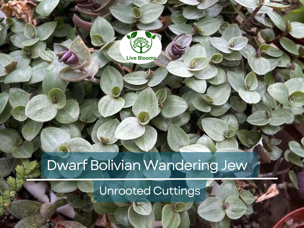 20 Unrooted Cuttings Dwarf Bolivian Wandering Jew - Tradescantia Minima, Callisia Repens - Easy Grow Plants