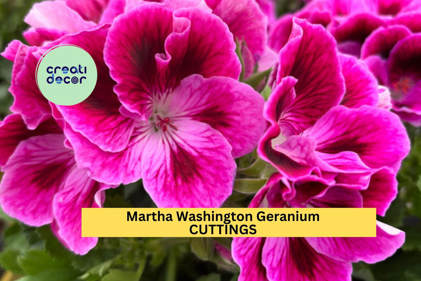6 Martha Washington Geranium Cuttings – Pelargonium | Fresh Unrooted Flower Stems for Pots, Planters, or Spring Garden Borders