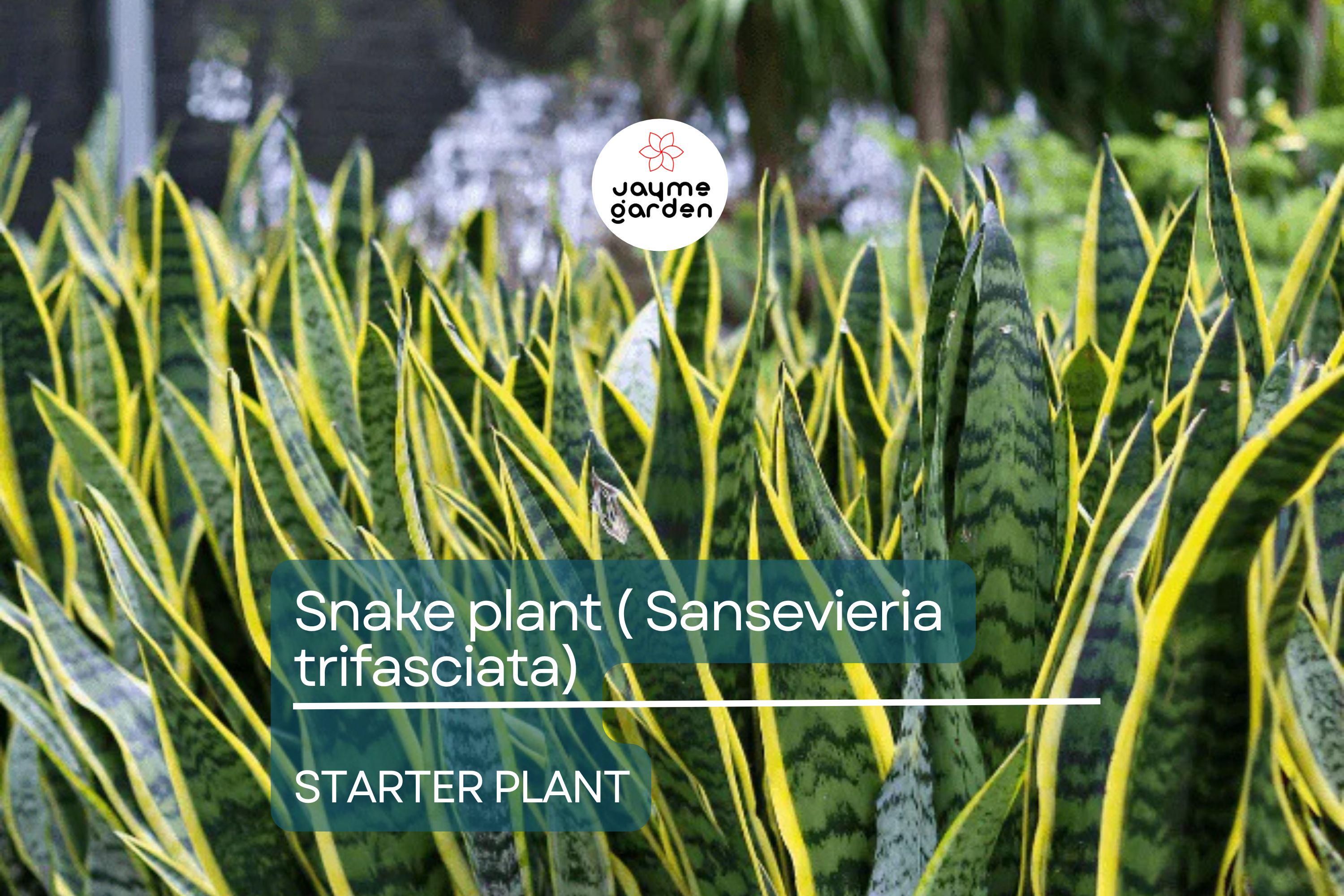Snake Plant Starter (Sansevieria trifasciata) – Easy Care, Air-Purifying Indoor Plant with Striking Upright Leaves, Live Plant