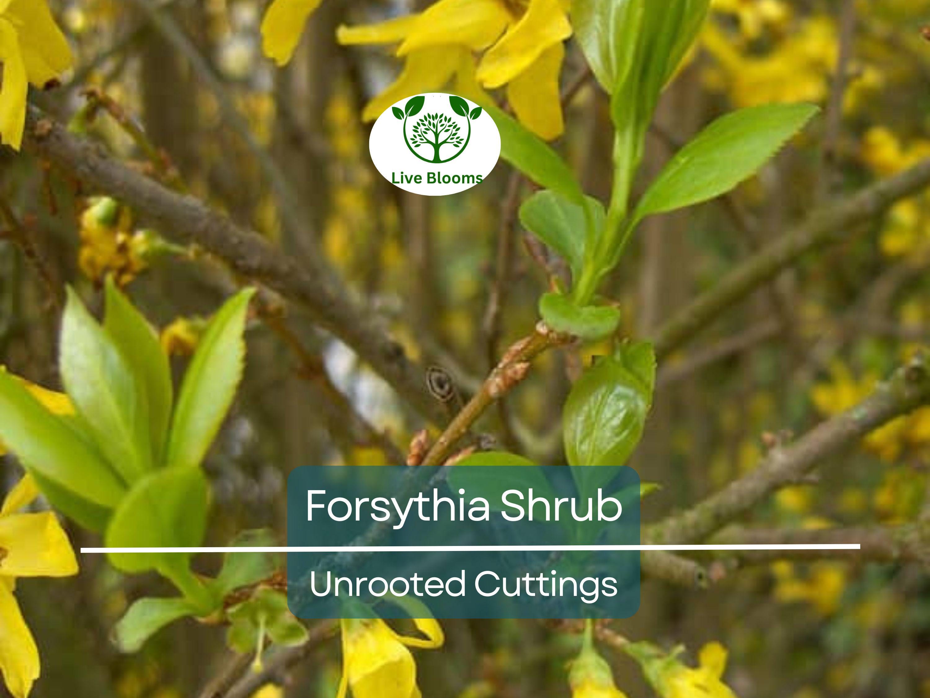10 Forsythia Unrooted Cuttings (6-8") - Fast Growing Shrub for Rooting - Forsythia x intermedia, Yellow Blooms, Decorative Garden Plant