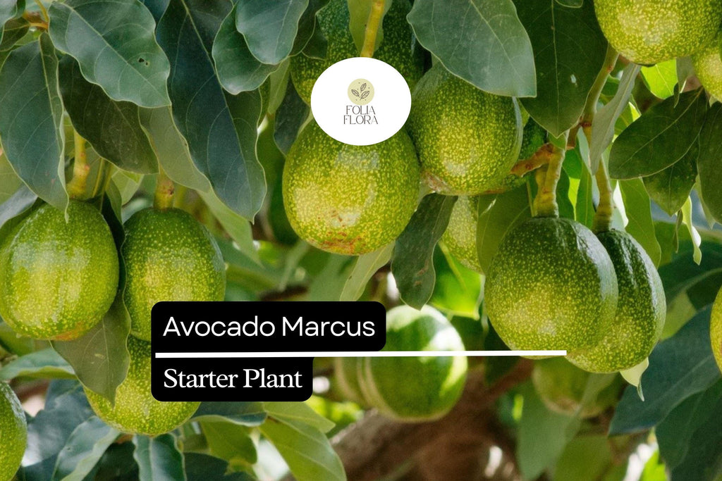 1 Avocado Marcus Tree (Persea americana) Live Starter Plant – Tropical Big Fruit Tree Exotic 1-2′