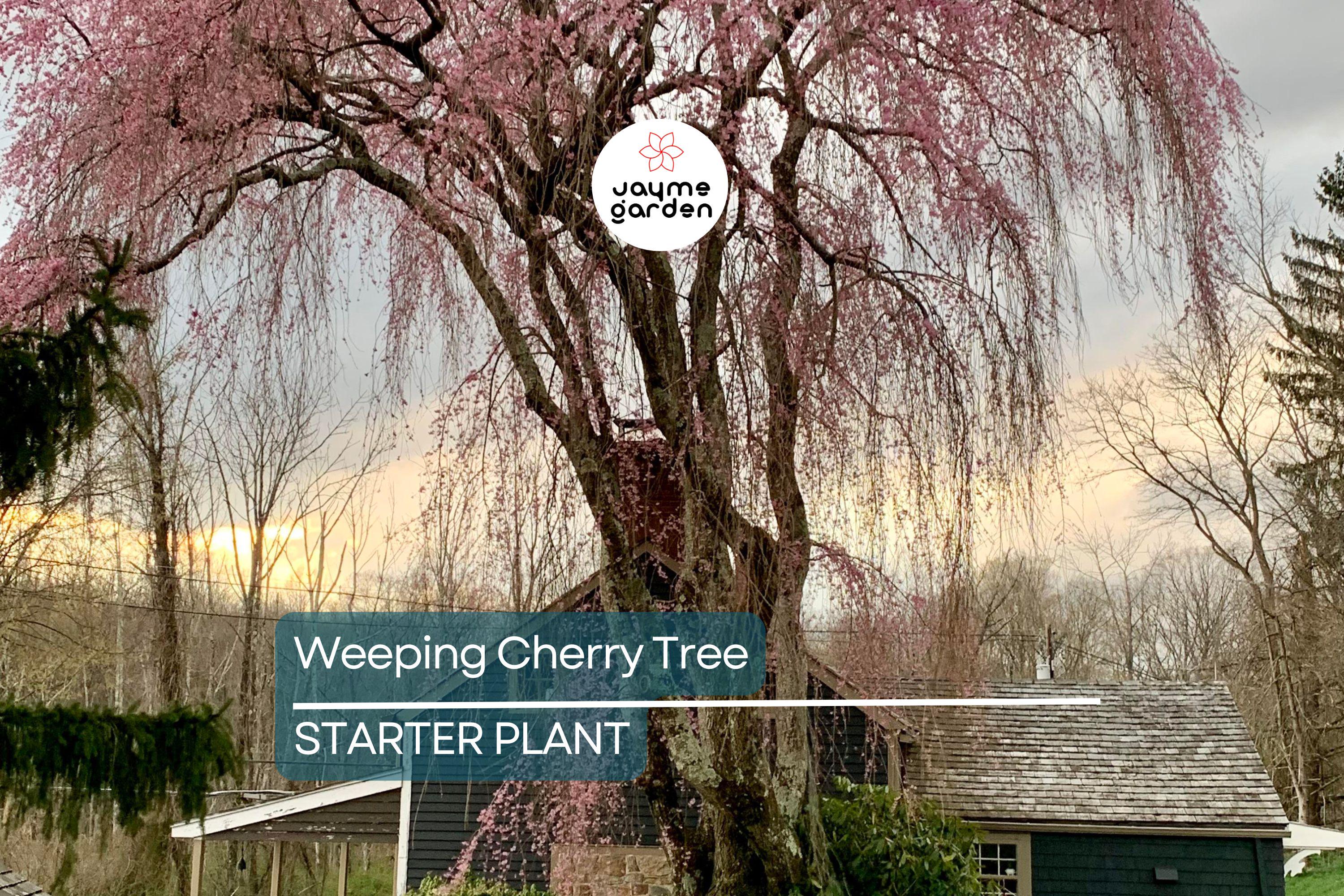 Weeping Cherry Tree – 2-3 Ft Tall | Live Flowering Tree | Bare Root | Spring Blooms | Hardy Zone 5 | Ready to Plant